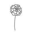 Oktober Ringelblume