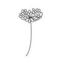 November Chrysantheme